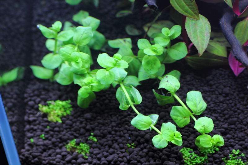 ソイルで育成　植栽2日目